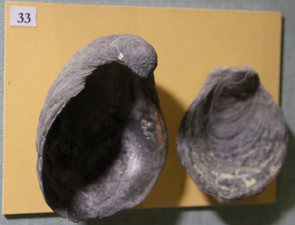 NHM.494-2017 image NHM.494-2017