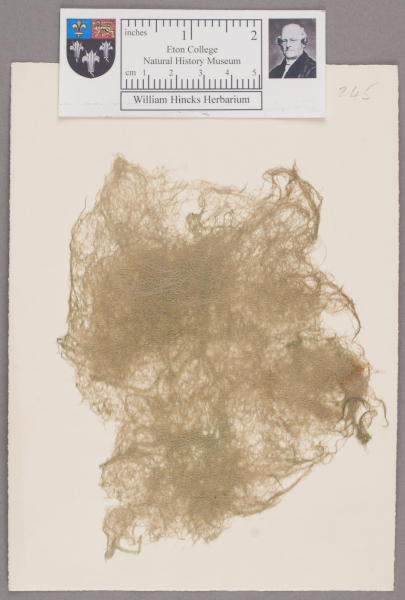 NHM_HH_1.245-2010 image NHM_HH_1.245-2010