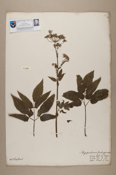 NHM_HH_21.38-2010 image NHM_HH_21.38-2010