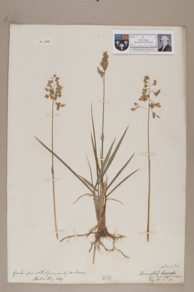 NHM_HH_35.32-2010 image NHM_HH_35.32-2010