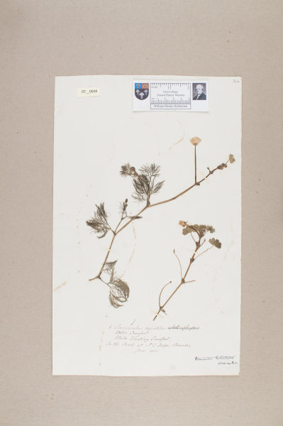 NHM_HH_7.38-2010 image NHM_HH_7.38-2010