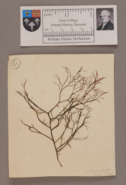 NHM_HH_1.61-2010 image NHM_HH_1.61-2010