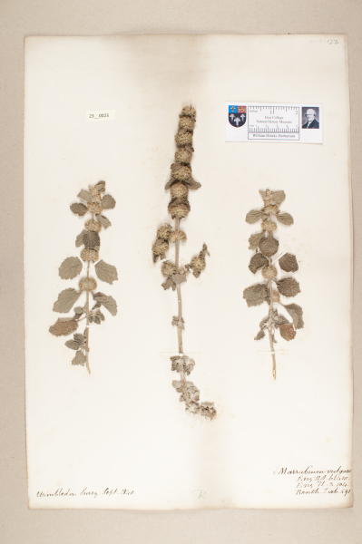 NHM_HH_23.23-2010 image NHM_HH_23.23-2010