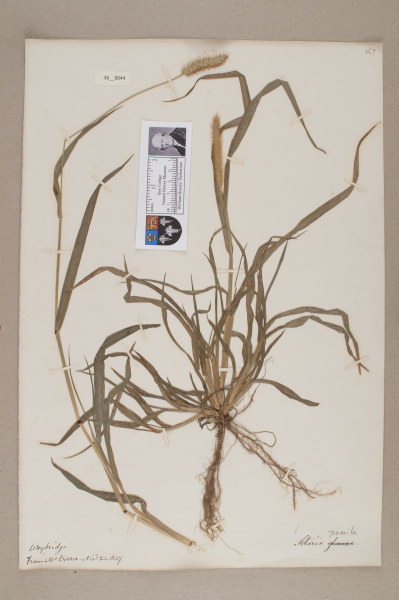 NHM_HH_36.44-2010 image NHM_HH_36.44-2010