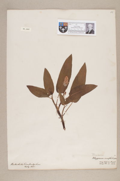 NHM_HH_8.47-2010 image NHM_HH_8.47-2010