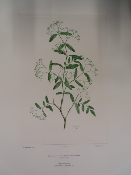 FDA-E.2916_30_24-2016-A image FDA-E.2916_30_24-2016-A