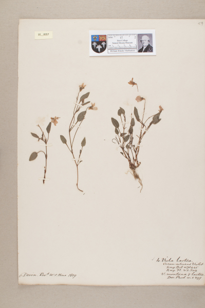 NHM_HH_10.57-2010 image NHM_HH_10.57-2010