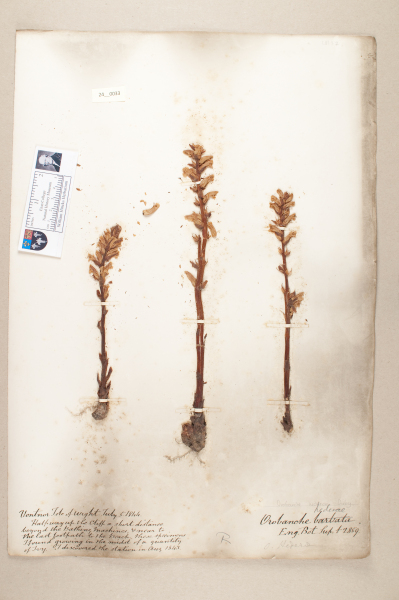 NHM_HH_24.33-2010 image NHM_HH_24.33-2010