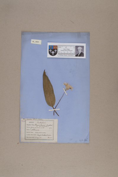 NHM_HH_38.34-2010 image NHM_HH_38.34-2010