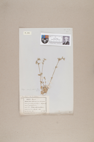 NHM_HH_9.41-2010 image NHM_HH_9.41-2010