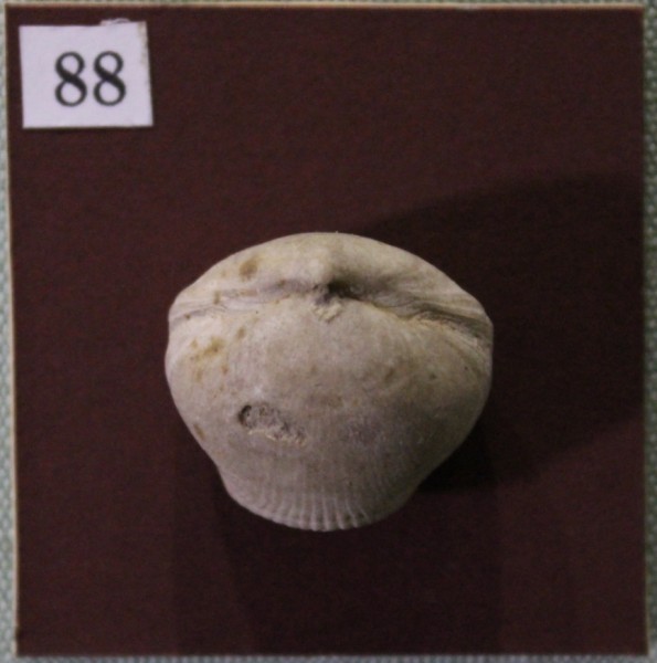 NHM.549-2017 image NHM.549-2017