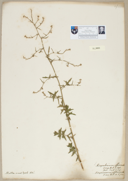 NHM_HH_11.3-2010 image NHM_HH_11.3-2010