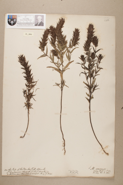 NHM_HH_25.91-2010 image NHM_HH_25.91-2010