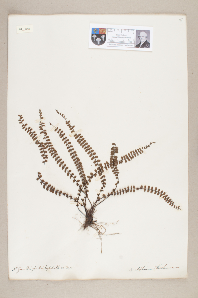 NHM_HH_4.69-2010 image NHM_HH_4.69-2010