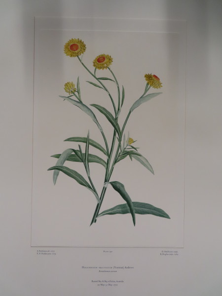 image FDA-E.2916_35_5-2016