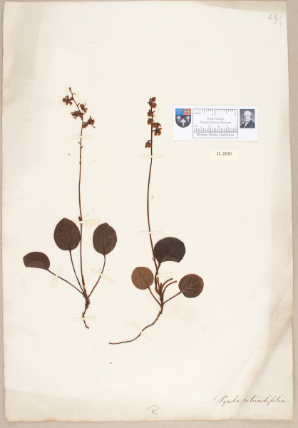 NHM_HH_12.30-2010 image NHM_HH_12.30-2010