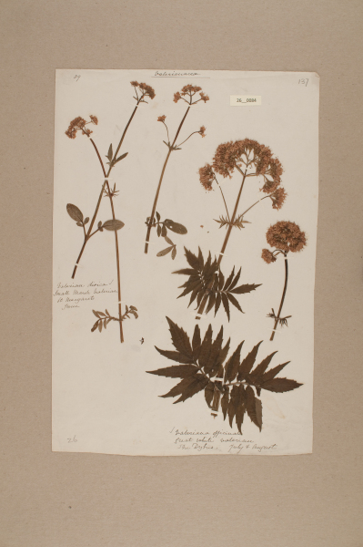 image NHM_HH_26.84-2010