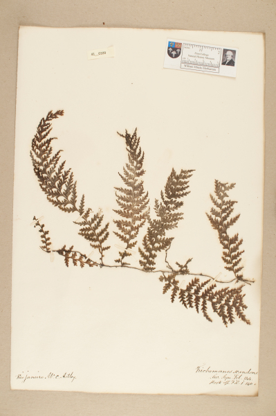 NHM_HH_41.109-2010 image NHM_HH_41.109-2010