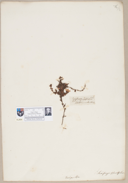 NHM_HH_13.4-2010 image NHM_HH_13.4-2010