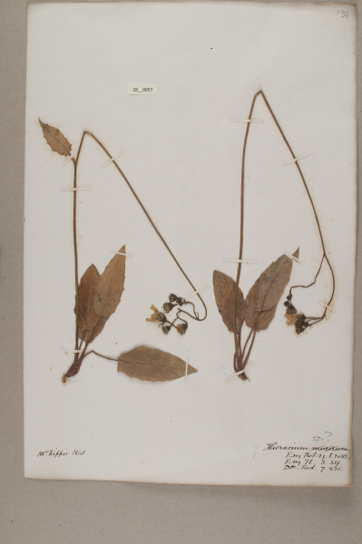 image NHM_HH_28.57-2010