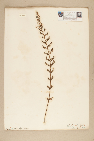 image NHM_HH_41.43-2010