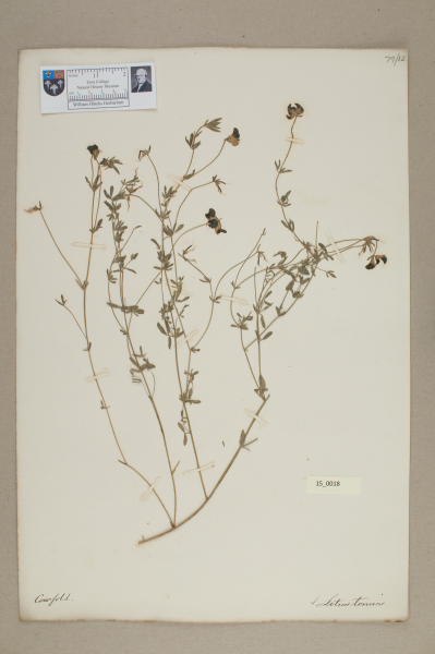 NHM_HH_15.18-2010 image NHM_HH_15.18-2010