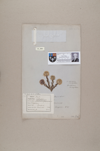 NHM_HH_29.66-2010 image NHM_HH_29.66-2010