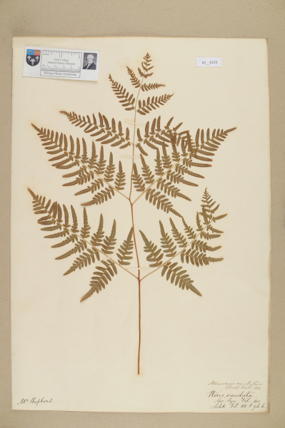 NHM_HH_42.133-2010 image NHM_HH_42.133-2010