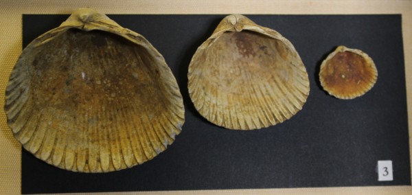 NHM-FT.3__-2016 image NHM-FT.3__-2016