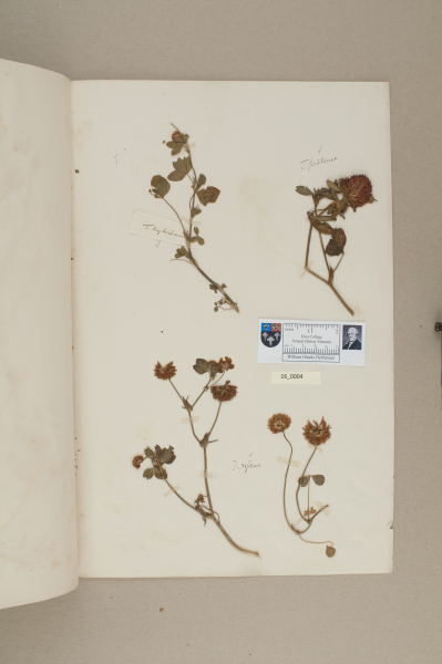 NHM_HH_16.4-2010 image NHM_HH_16.4-2010