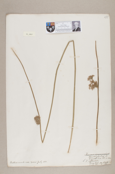 NHM_HH_31.17-2010 image NHM_HH_31.17-2010