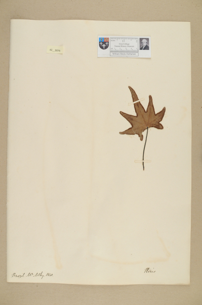 NHM_HH_42.76-2010 image NHM_HH_42.76-2010