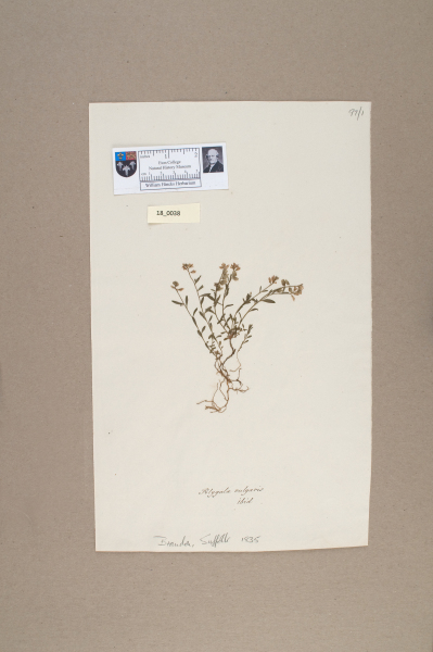 NHM_HH_18.38-2010 image NHM_HH_18.38-2010