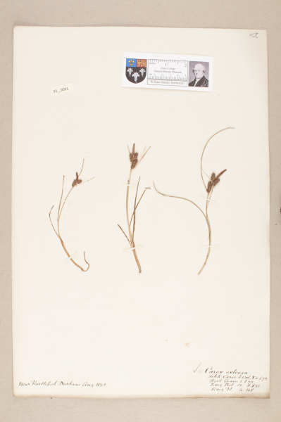 NHM_HH_33.31-2010 image NHM_HH_33.31-2010