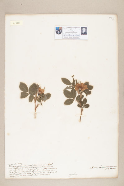 NHM_HH_44.6-2010 image NHM_HH_44.6-2010