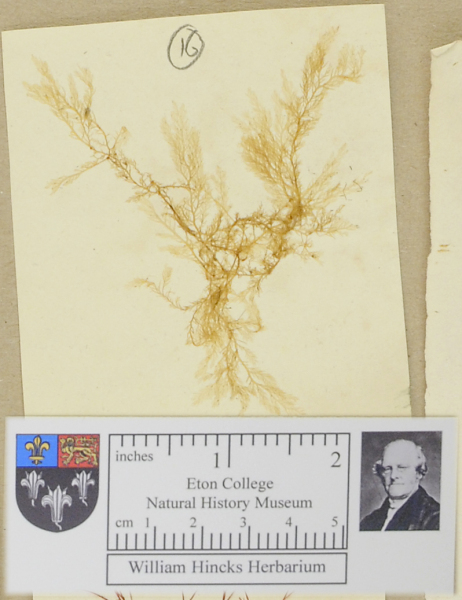 NHM_HH_1.16-2010 image NHM_HH_1.16-2010