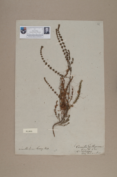 NHM_HH_20.15-2010 image NHM_HH_20.15-2010