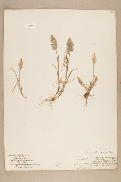 image NHM_HH_34.38-2010