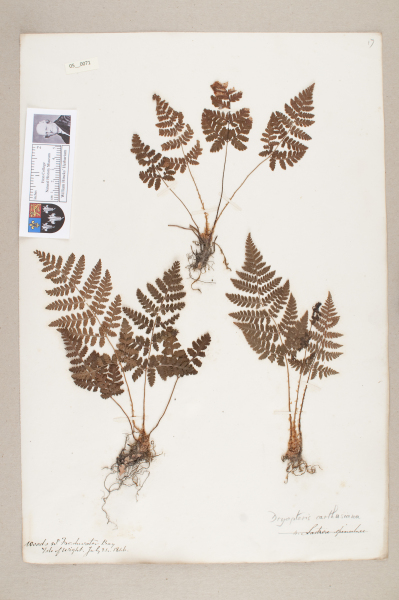 NHM_HH_5.71-2010 image NHM_HH_5.71-2010