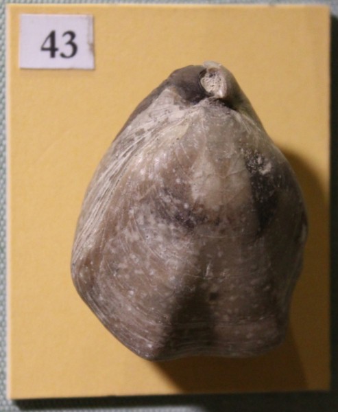 NHM.504-2017 image NHM.504-2017