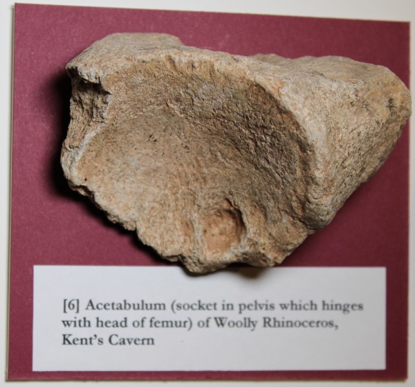 NHM.177-2016 image NHM.177-2016