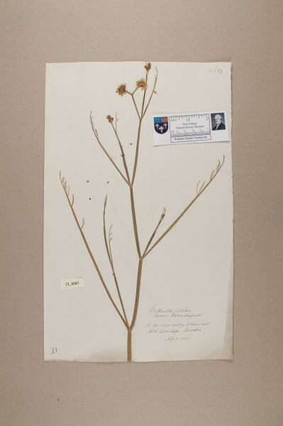 NHM_HH_21.47-2010 image NHM_HH_21.47-2010