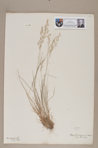 NHM_HH_35.42-2010 image NHM_HH_35.42-2010