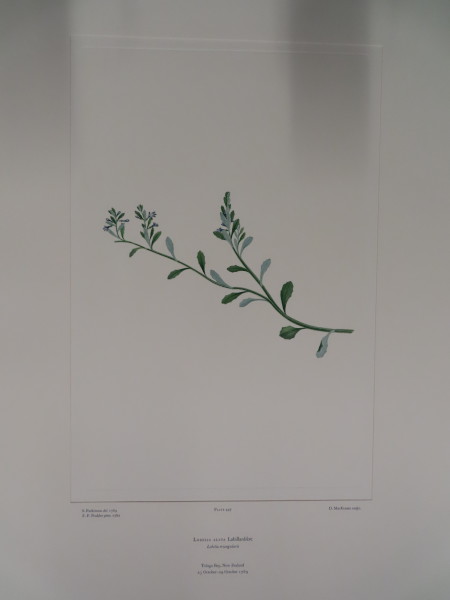 image FDA-E.2916_24_8-2016-A