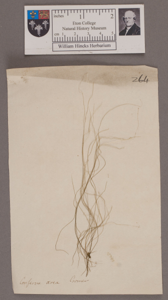 NHM_HH_1.264-2010 image NHM_HH_1.264-2010