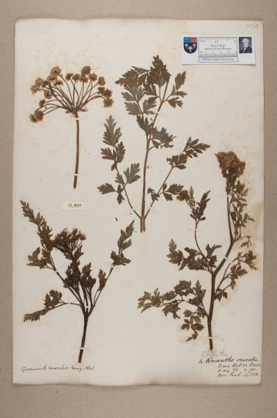 NHM_HH_21.57-2010 image NHM_HH_21.57-2010