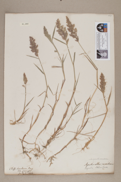 NHM_HH_35.52-2010 image NHM_HH_35.52-2010