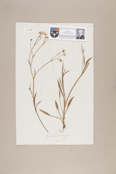 NHM_HH_7.57-2010 image NHM_HH_7.57-2010