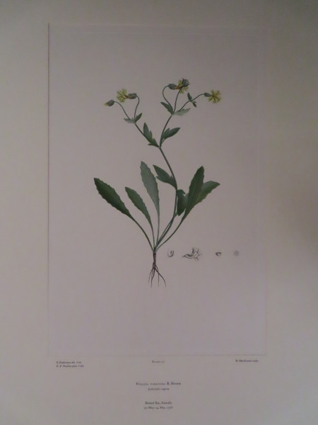 image FDA-E.2916_8_23-2016-A