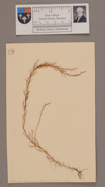 NHM_HH_1.71-2010 image NHM_HH_1.71-2010